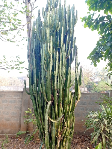 Euphorbia trigona