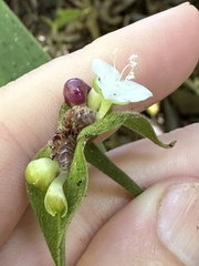 Tradescantia zanonia image