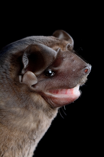 Molossus