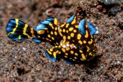 Painted Frogfish — seen at this dive site
