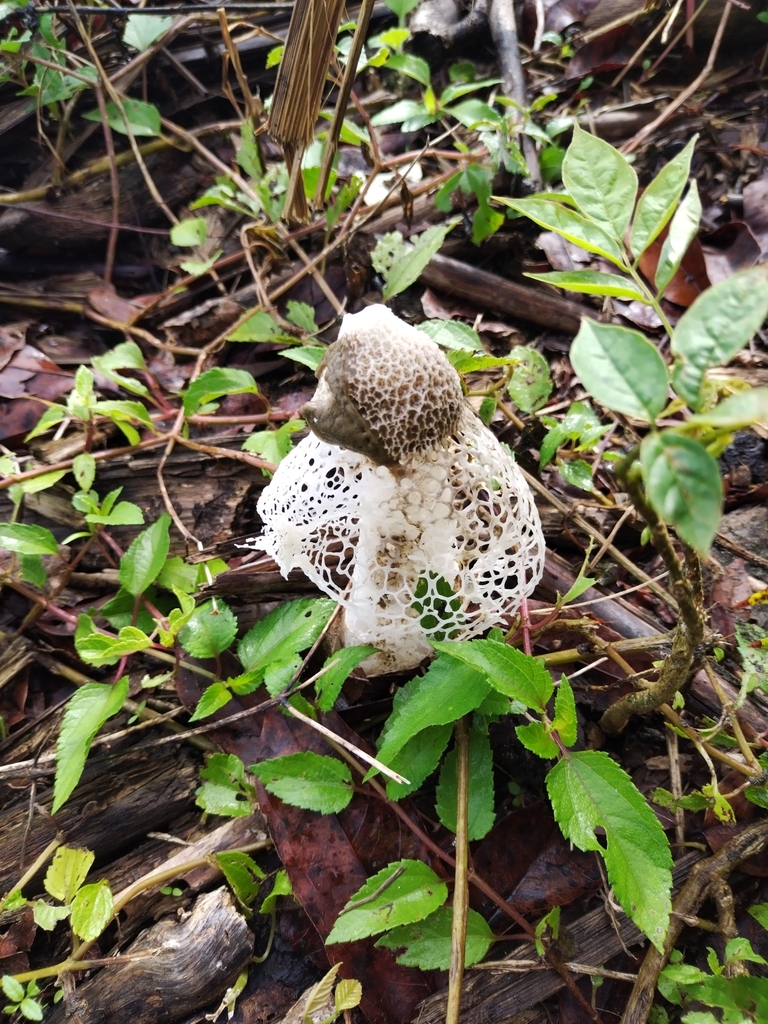 bridal veil stinkhorn from Boca del Río Parismina on January 21, 2023
