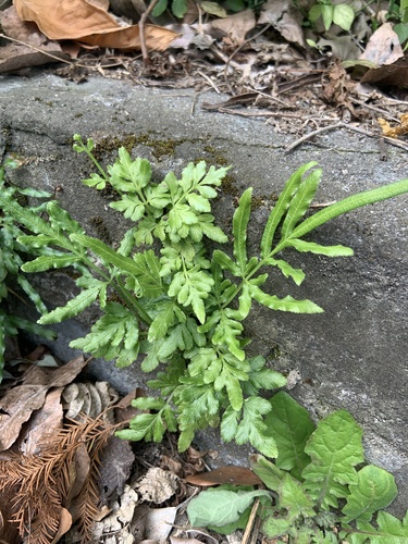 Pteris ensiformis