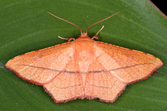 Image of Macrogonia igniaria