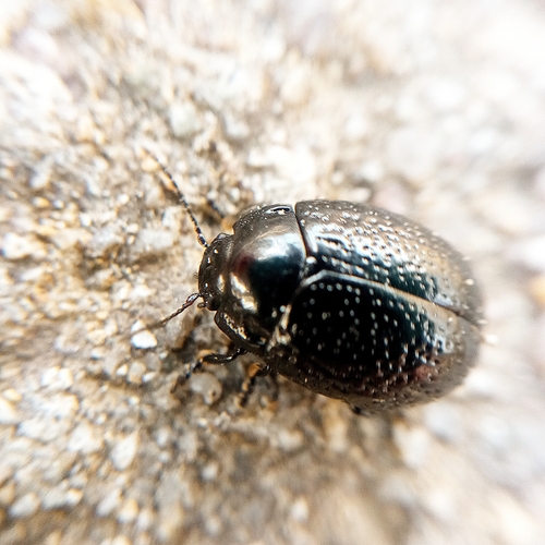 Chrysolina turca · iNaturalist