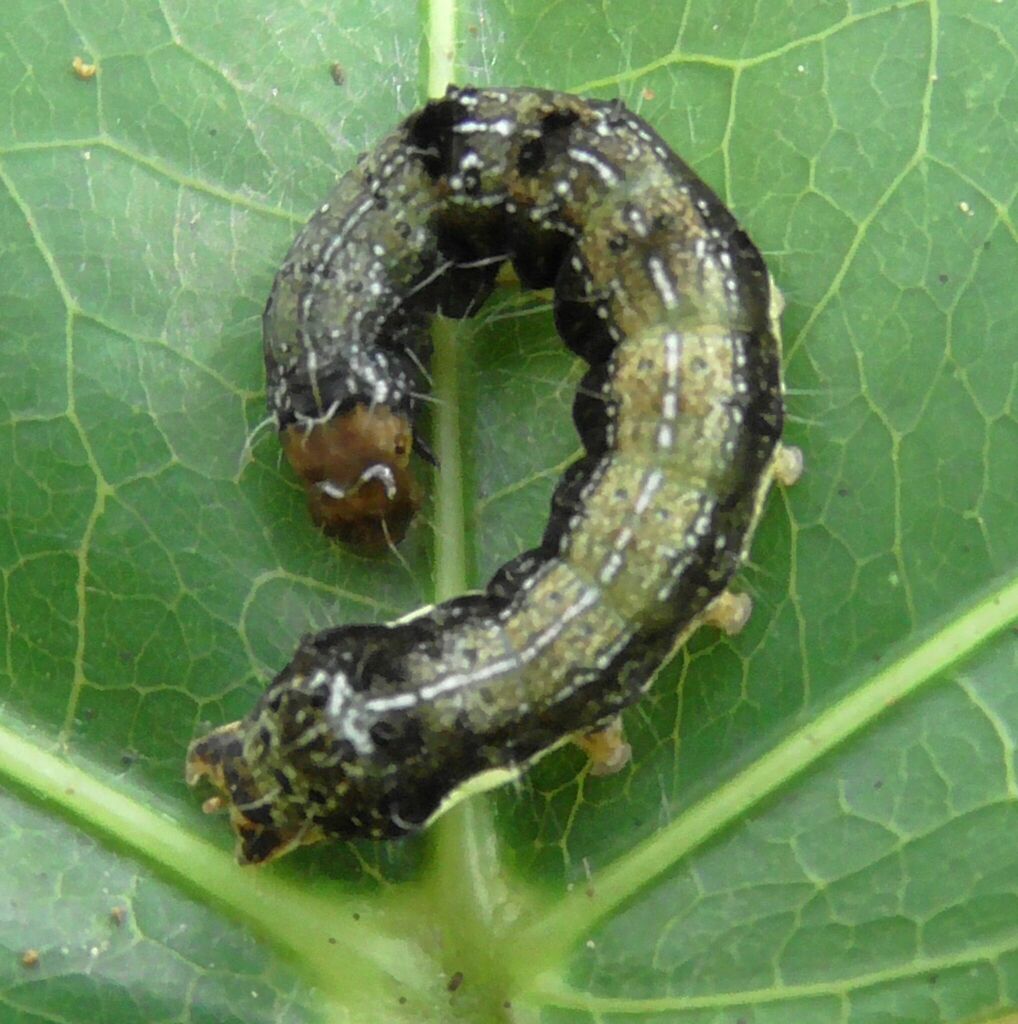 Cacao Armyworm from Watsonville QLD 4887, Australia on January 25, 2023 ...