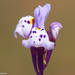 Linaria amethystea - Photo (c) Valter Jacinto, all rights reserved, uploaded by Valter Jacinto