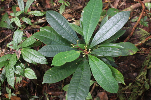 Euphorbia boissieri