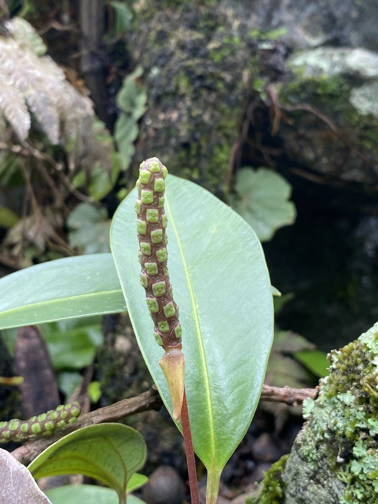 anthuriums (Genus Anthurium)  iNaturalist