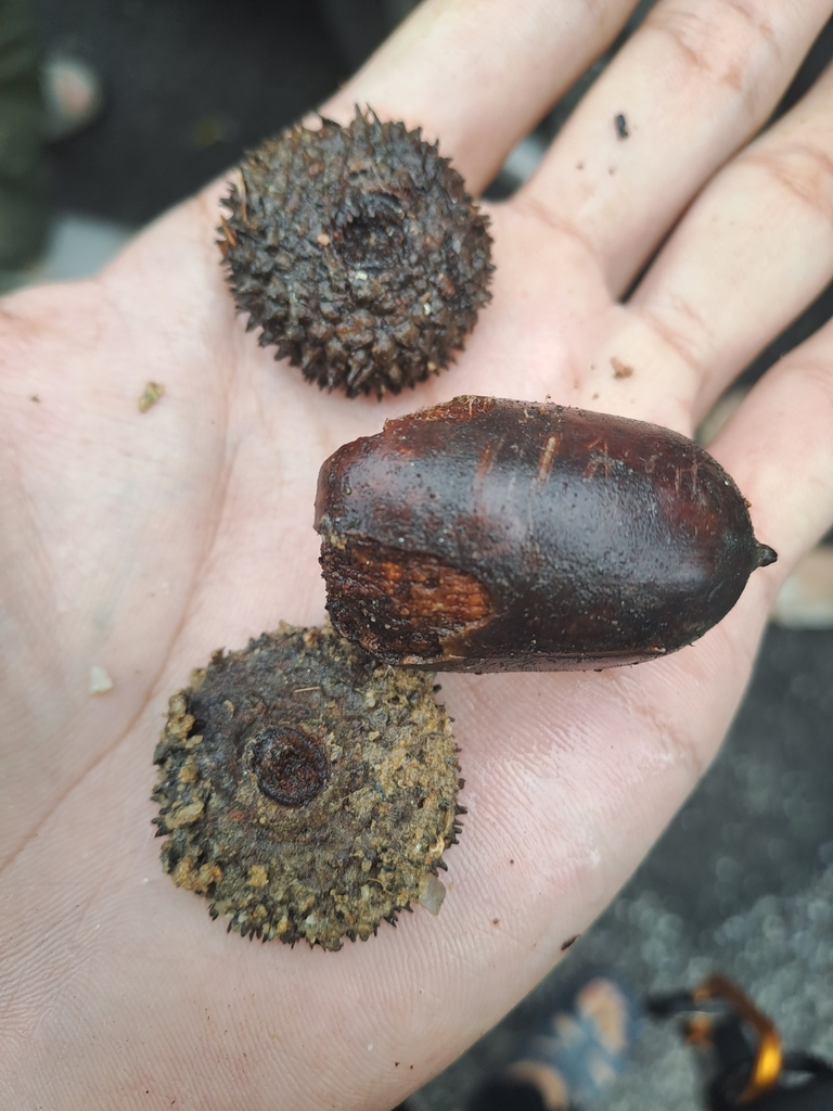 Lithocarpus scortechinii (Lithocarpus scortechinii)