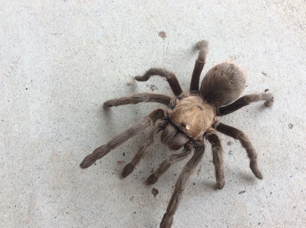 Texas Black Spot Tarantula from 3642 Rimfire Rd, Del Rio, TX, US on ...