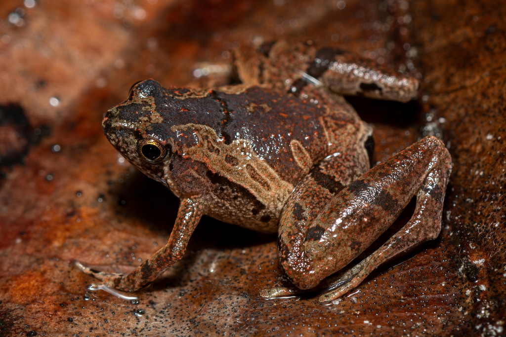 Tenasserim Narrow-mouth Frog