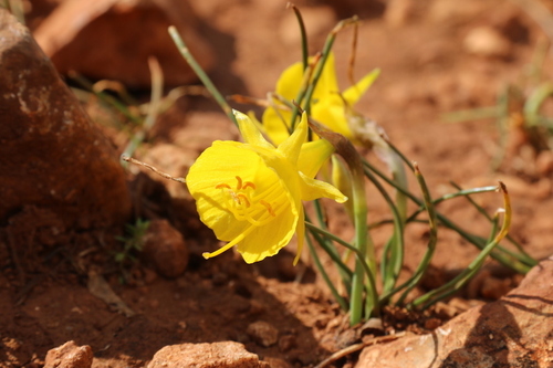 hoop-petticoat daffodil