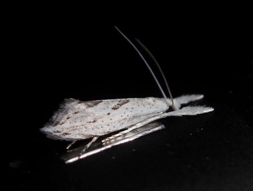 White Cedar Moth (Erebidae Moths of SW Australia) · iNaturalist