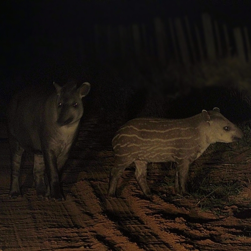 South American Tapir