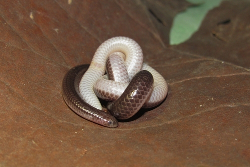 Amaral's Blind Snake