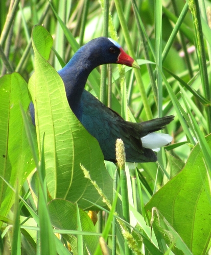 Purple Gallinule