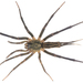 Typical Curtain-web Spiders - Photo (c) Prakrit Jain, all rights reserved, uploaded by Prakrit Jain