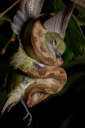 Corallus annulatus annulatus