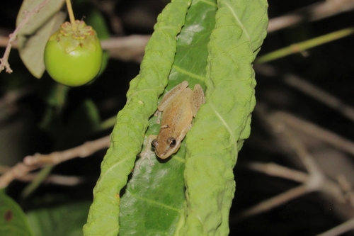 Brown-bordered Snouted Tree Frog
