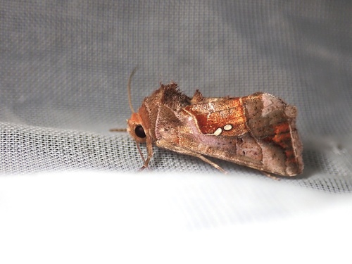 Erythroplusia