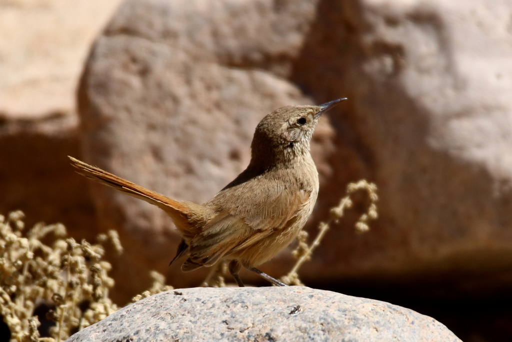Cordilleran Canastero photo