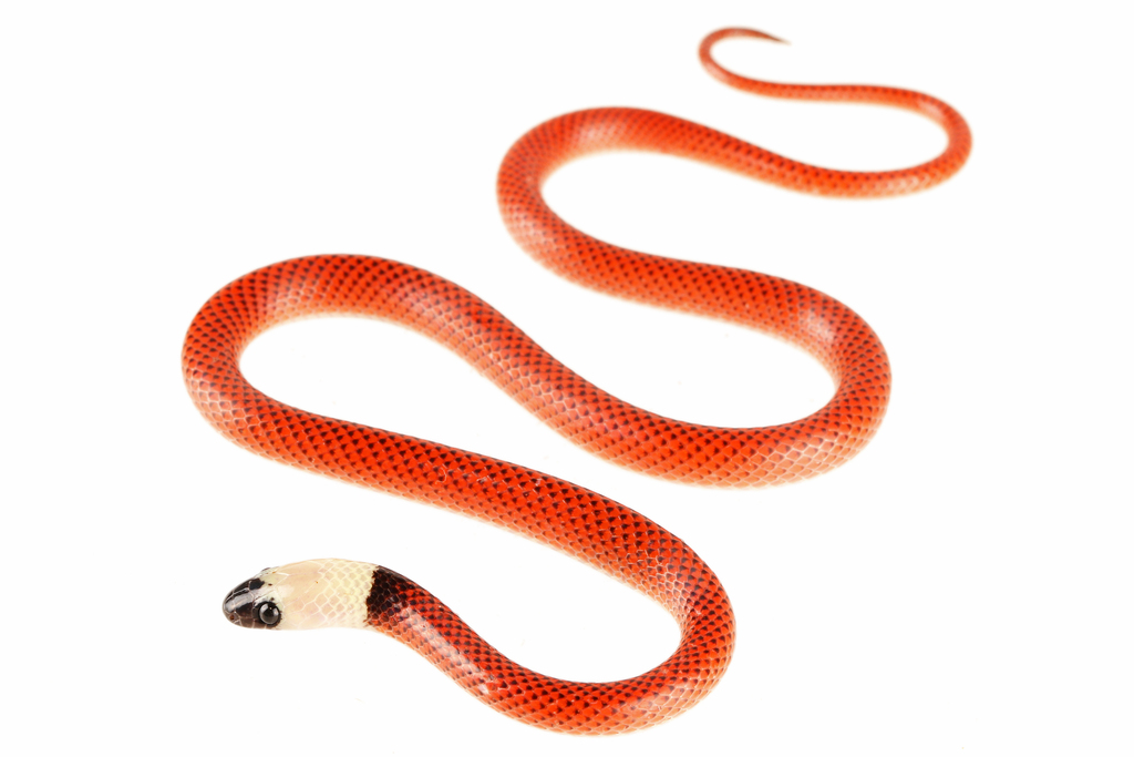 Black-collared Snake in December 2022 by Prakrit Jain · iNaturalist