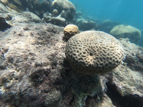 Bahia Brain Coral