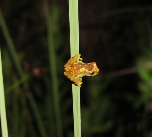 Cassilandia Tree Frog
