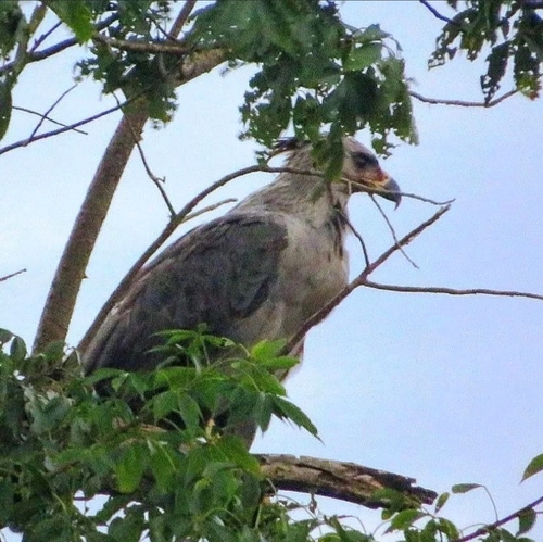 Chaco Eagle