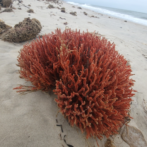 Demosponja Clathria Prolifera   Medium 