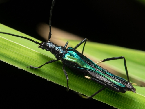 Hephaestion violaceipennis