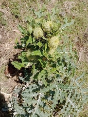 Cirsium subcoriaceum image