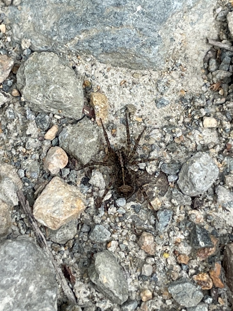 Artoria triangularis from Kookaburra Bush Cct, Frankston South, VIC, AU