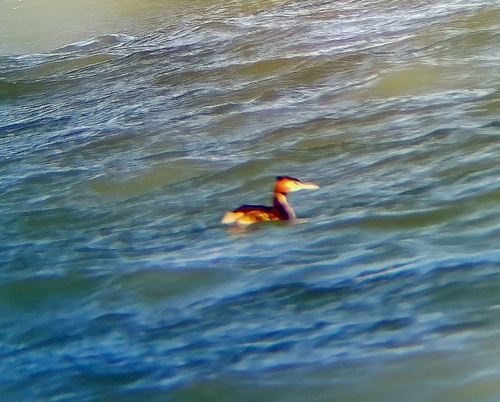 Great Crested Grebe