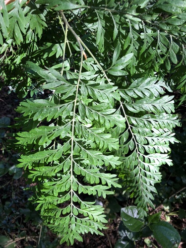 silk oak