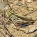 Striped Slant-faced Grasshopper - Photo (c) Eric R. Eaton, all rights reserved, uploaded by Eric R. Eaton