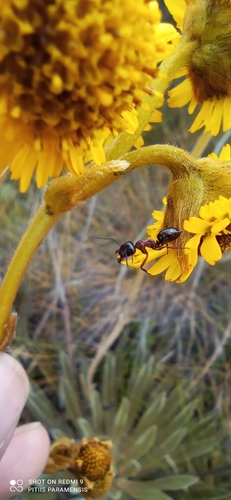 Camponotus nitens fuhrmanniCamponotus nitens fuhrmanni