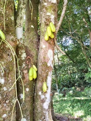 Averrhoa bilimbi image