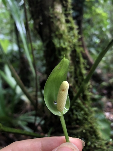 Anthurium spathiphyllum image