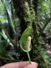 Image of Anthurium spathiphyllum
