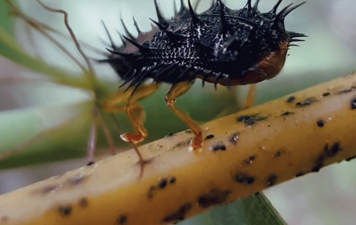 Dactylispa sauteri