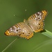 Anartia jatrophae semifusca - Photo (c) Dimitris Salas, todos los derechos reservados, subido por Dimitris Salas