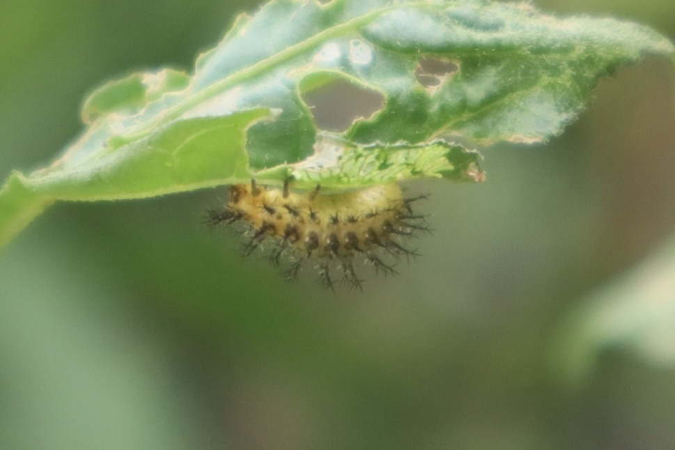 Hadha Insect Hadda Beetle in January 2023 by John Smith · iNaturalist