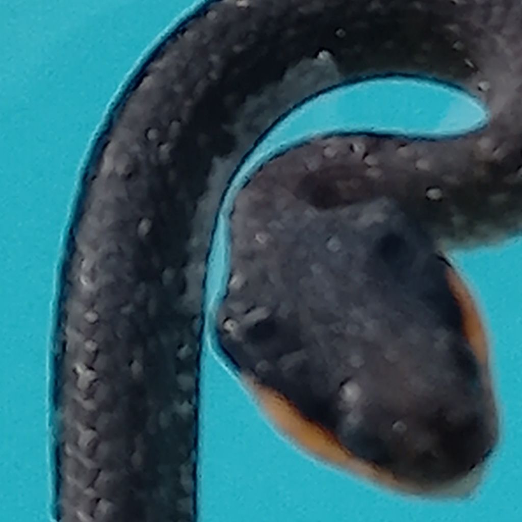 red-lipped-snake-from-fochville-2515-south-africa-on-january-26-2023