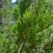 Gambo Juniper - Photo (c) Ivan Hp, all rights reserved, uploaded by Ivan Hp