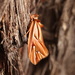 Eclecta aurorella - Photo (c) john lenagan, all rights reserved, uploaded by john lenagan