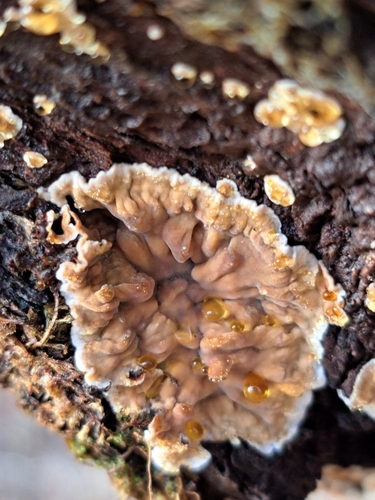 Broadleaf Bleeding-crust