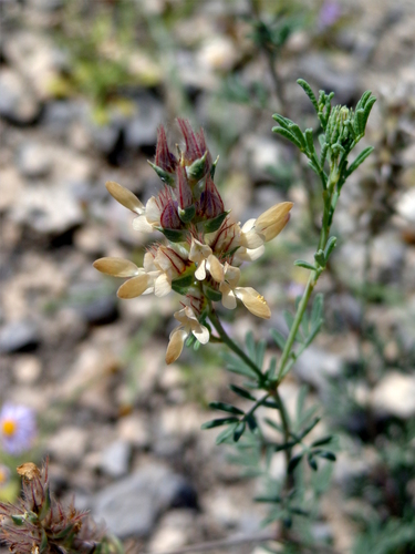 Warnock's prairie clover (Dalea bartonii)
