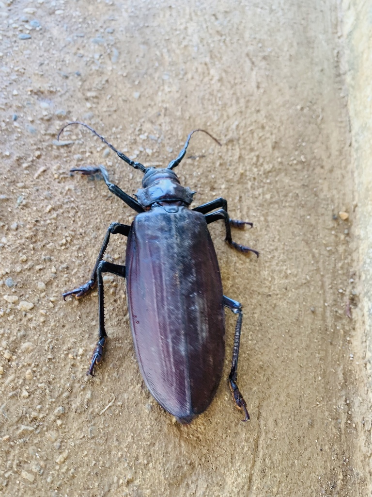 Titan Beetle From Roberto Taish, Morona, Morona Santiago, Ec On January 