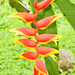 Hanging Lobster Claw Heliconia - Photo (c) Eerika Schulz, all rights reserved